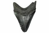 Fossil Megalodon Tooth - South Carolina #340149-1